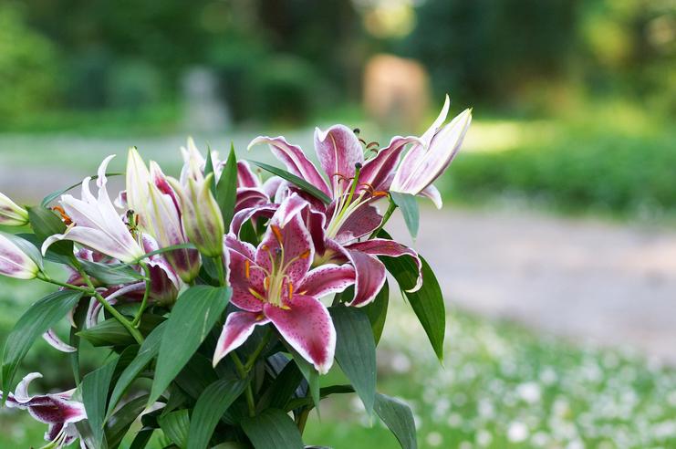 Nahaufnahme von lila-weißen Lilien in einem grünen Garten mit unscharfem Hintergrund.
