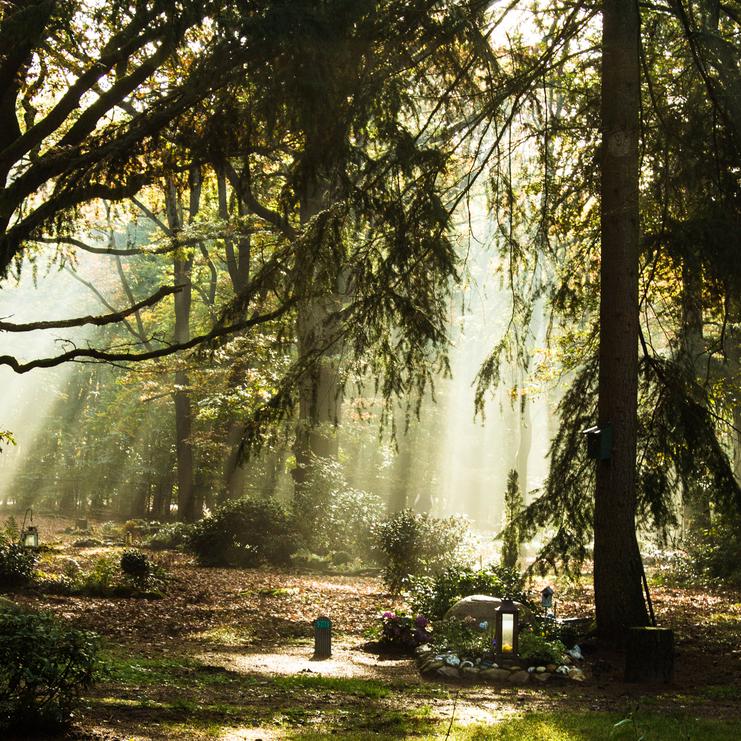 Lichtstrahlen fallen durch Bäume auf einen schattigen Waldweg mit Gräsern und Pflanzen im Vordergrund.